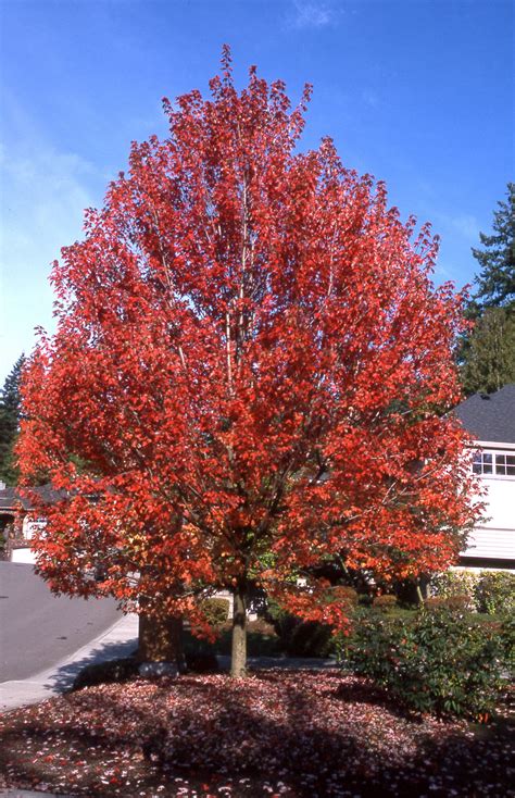 Maple Autumn Blaze Glover Nursery