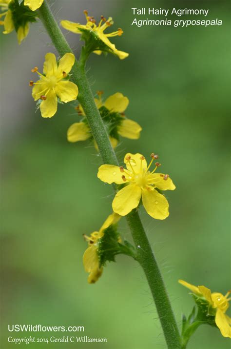 Us Wildflowers Database Of Yellow Wildflowers For Mississippi