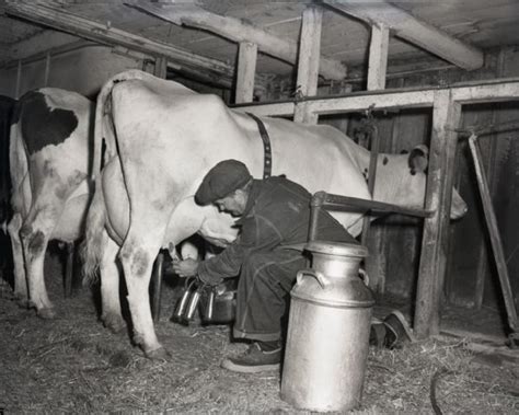 Milking Cows Farm House