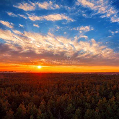 Beautiful Panoramic Photo Of Sunset Over The Tops Pine Forest Stock