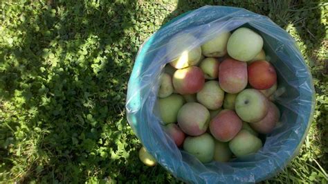 The 10 Best Apple Orchards Near Washington Dc