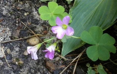 Maybe you would like to learn more about one of these? Weed or Plant? Purple Flower with Clovers