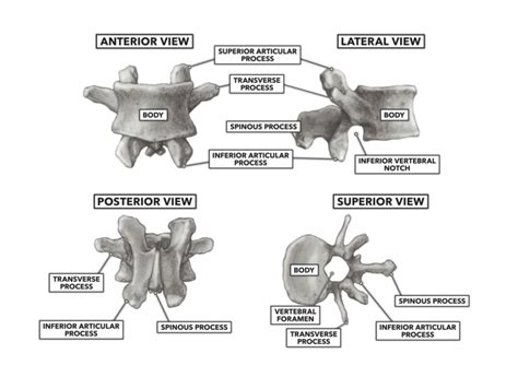 And finally build an application from scratch. CrossFit | Basic Structure of the Vertebrae