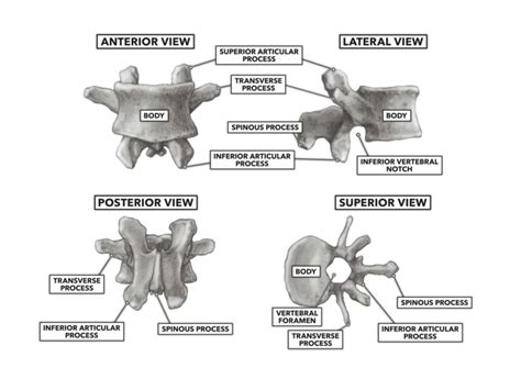 The team used the six generic headings to prompt ideas. CrossFit | Basic Structure of the Vertebrae