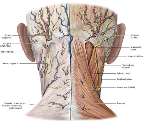 Neck Atlas Of Anatomy Упражнения Здоровье Тело