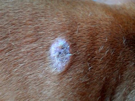 Red Raised Lump On Dog Dog Breeds Picture