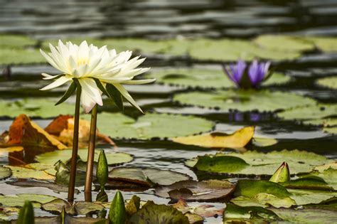 Whats The Difference Between Water Lilies And Water Lotus Mnn