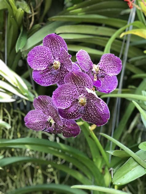 Purple Vanda Orchid Flowers Stock Image Image Of Asia Biodiversity 188112987
