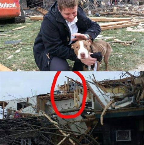 Amazing Dog Found Alive In Rubble 8 Days After Illinois Tornado