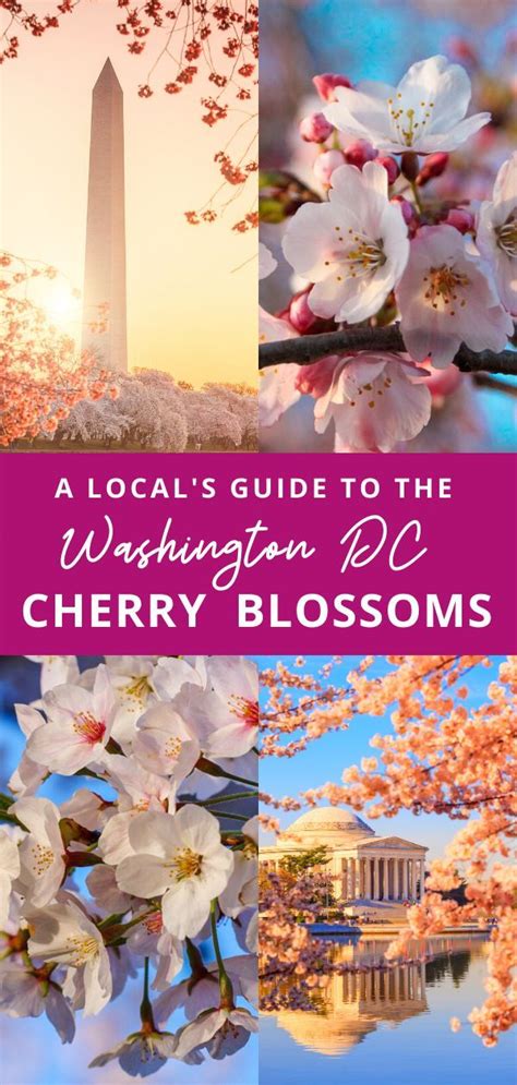 Where To See Cherry Blossoms In Dc Map And Insiders Guide Cherry