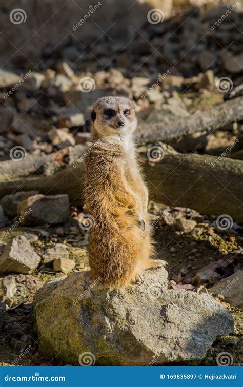 Meerkat Resting In The Sun Stock Image Image Of Namibia 169835897