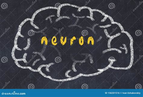 Fuga De Cerebro Humano En Pizarra Con Neurona Inscrita Stock De Ilustraci N Ilustraci N De