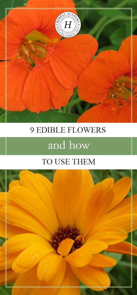 9 Edible Flowers And How To Use Them Herbal Academy