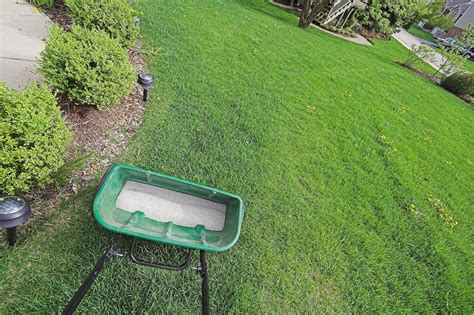 Your Total Summer Lawn Care Guide Trugreen