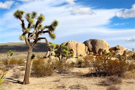 Joshua Tree National Park Reaches Landmark Agreement With Local Tribe