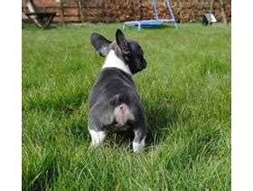 As cute as their wrinkly tails may be, these creases and folds open up their little back doors to a number of potential infections. Multiple Functions & Colors French Bulldogs Pups With ...