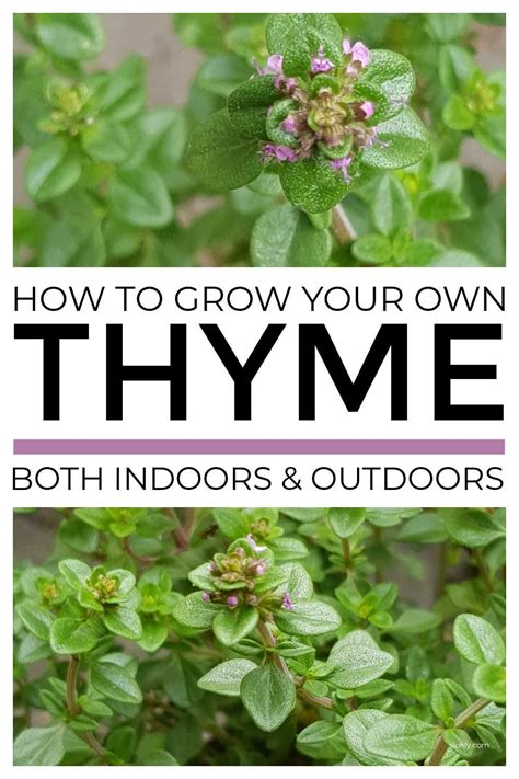 How To Grow Thyme From Cuttings And Seed Growing Herbs Outdoors Frugal