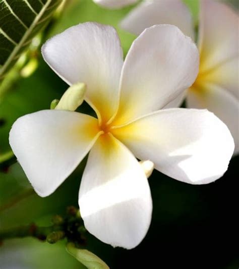 Top 25 Most Beautiful White Flowers Wpc Trends