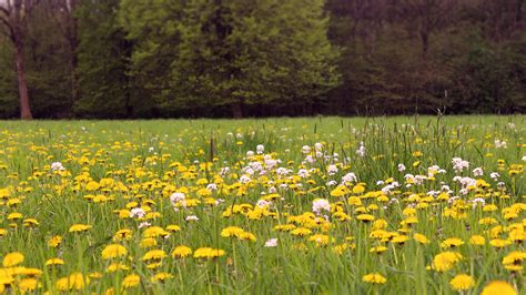 Grass Field In Spring By Danimatie On Deviantart