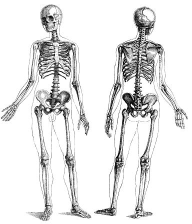 Huge collection, amazing choice, 100+ million high quality, affordable rf and rm images. A Front And Back View Of A Skeleton Stock Illustration ...