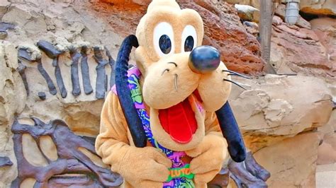 Pluto Meet And Greet At Donalds Dino Bash In Disneys Animal Kingdom