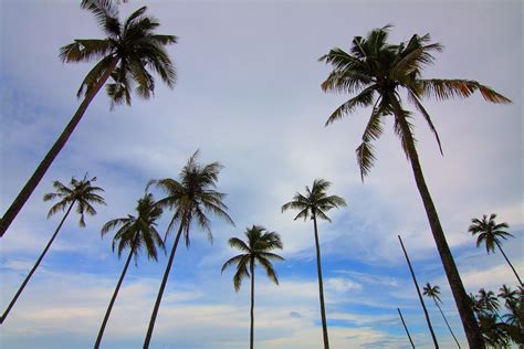 Palm Trees Blue Sky Free Stock Photo Negativespace