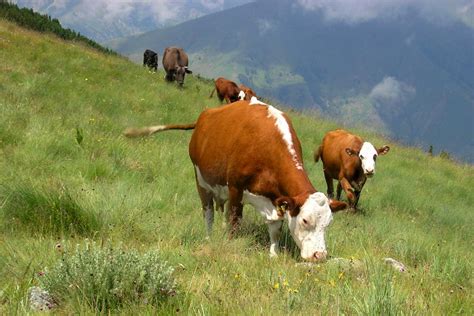 La Fauna Bulgaria