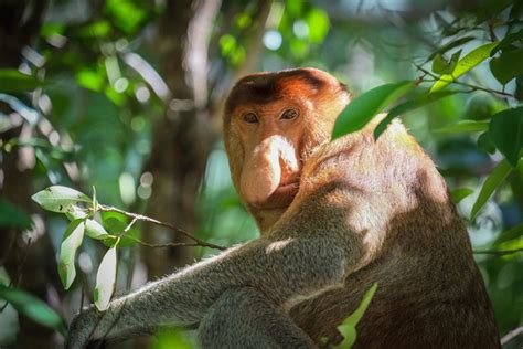 10 Day Borneo Wildlife Adventure Tour Myholiday2