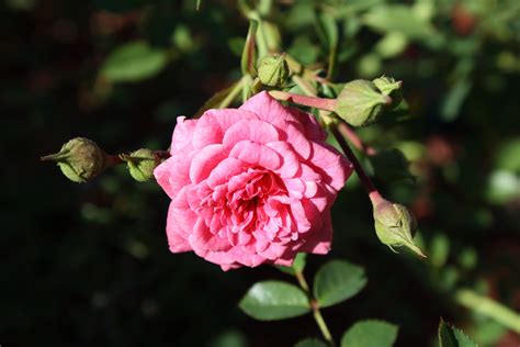 Bright Pink Rose In Bloom Picture Free Photograph Photos Public Domain