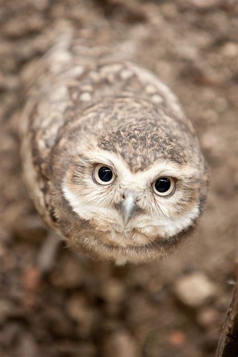 60 Cute Owl Pictures Some Interesting Pictures For You To Enjoy With