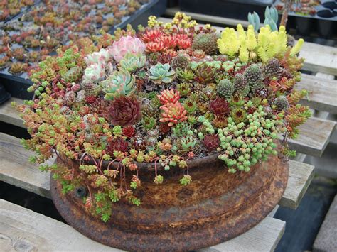How To Grow And Care For Container Succulents World Of Succulents