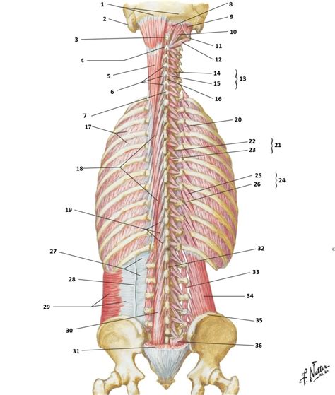 Back Muscles Ct Anatomy Modernheal Com