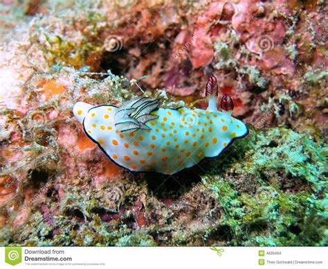 Colorful Sea Slug Stock Images Image 4639494