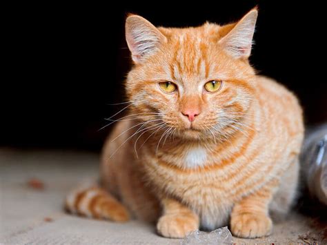 Names for orange cats based on orange flowers and animals. 500 Striped Cat Names for Your Tabby Kitten - Webhouse Asia