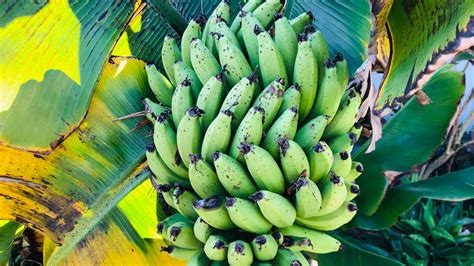 How Long Until My Banana Tree Produces Fruit Growing Bananas Is Easy