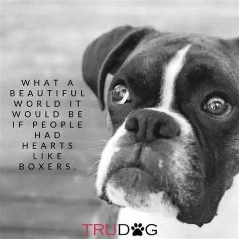 15 Best Boxer Dog Quotes And Sayings The Paws