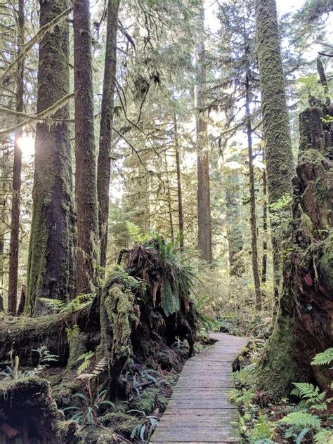 Where To Find Big Trees On Vancouver Island British Columbia