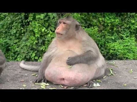 Monkey In Thailand Undergoes Weight Loss Program Due To Obesity