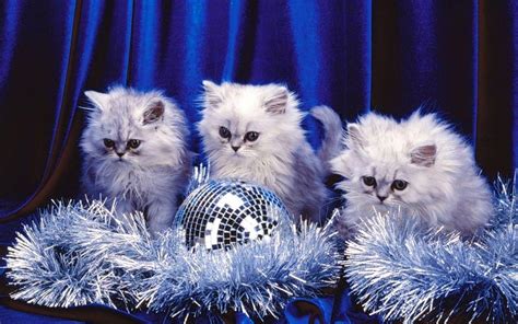 Free Kittens Wallpapers Wallpaper Cave