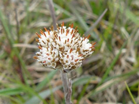 Photo Of The Bloom Of Field Pussytoes Antennaria Neglecta Posted By