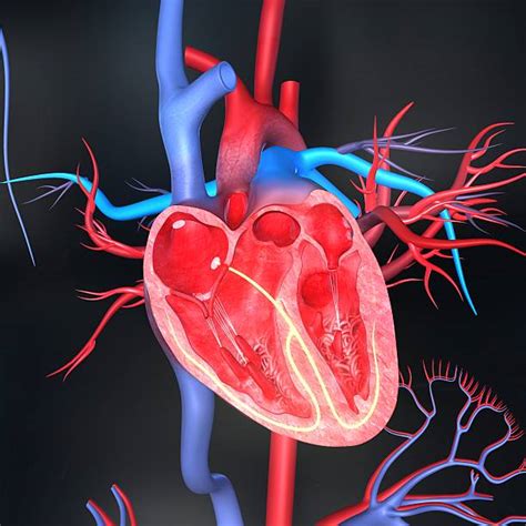 Best Human Heart Stock Photos Pictures And Royalty Free Images Istock