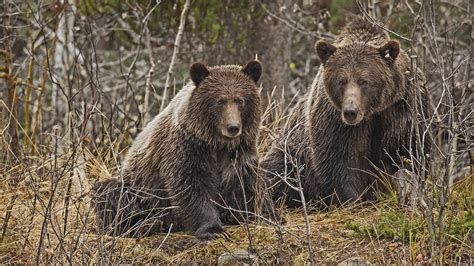 Desktop Wallpapers Brown Bears Bear 2 Forests Animal 1920x1080