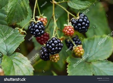 Black Raspberry Rubus Occidentalis Wild Growing Stock Photo 1913779045