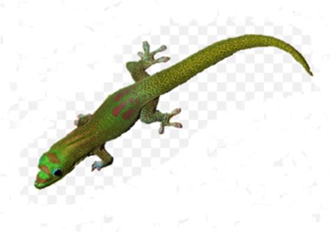A Safe And Natural Way To Repel Gecko Lizards Hubpages