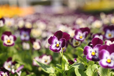 Viola Flowers Floraqueen En