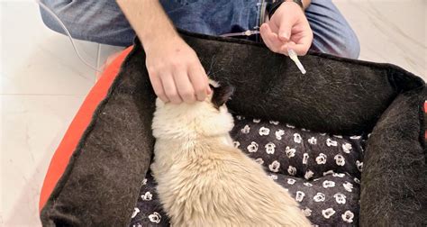 How To Give Subcutaneous Fluids To A Difficult Cat Cats World Club