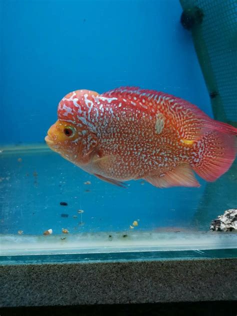 That means after feeding them one of those pellets, there stomach is now full for the day. Pin by Yew heng goh on Betta fish types