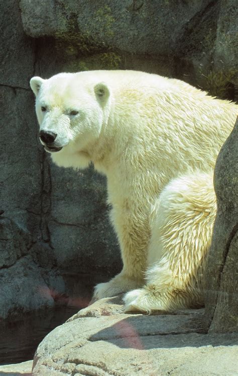 My Polar Bear Friends And Friends Of Polar Bears Tundra Heads For Detroit