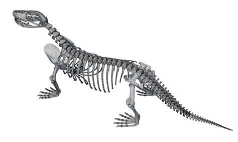 Komodo Dragon Skeleton 3d Model By 3d Horse