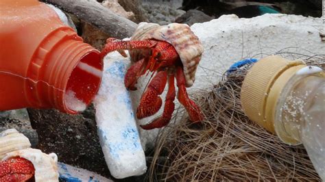 Hermit Crabs Are Confusing Plastic For Shells And Its Killing Them Cnn